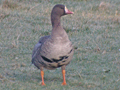 Russian White-fronted Goose